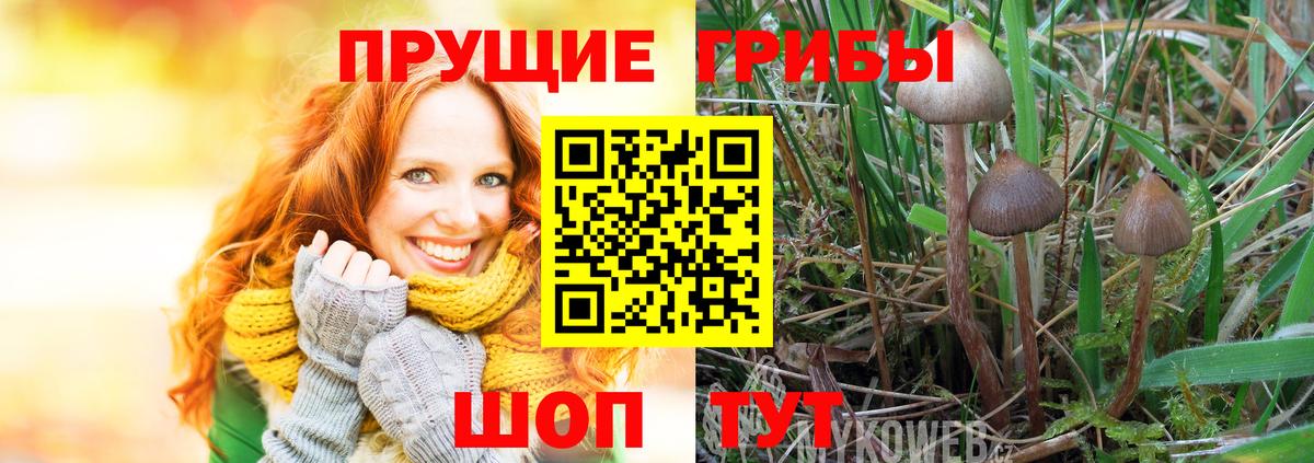 Псилоцибиновые грибы Cubensis Ртищево